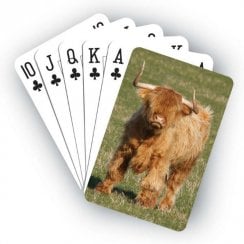 Highland Cow Playing Cards