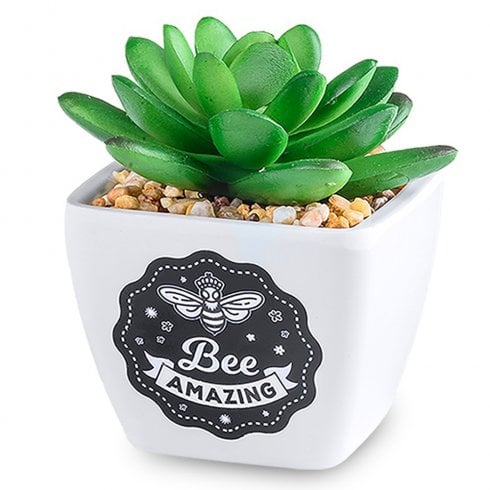 History & Heraldry Sentiment Succulent - Bee Amazing